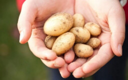 В Тульской области картофель подорожал на 280% за год