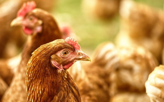 Группа «Черкизово» предлагает наладить поставки в КНР готовой продукции из мяса птицы