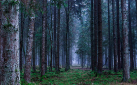 В Тульской области занялись восстановлением леса