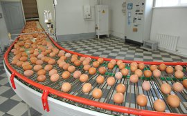 В Тульской области вырос объем производства мяса и яиц