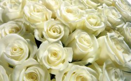 Тульская городская Дума закупит белые розы на сумму 400 тысяч рублей‍