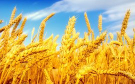 В Тульской области собрали рекордный урожай зерна