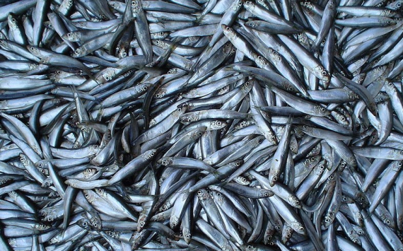 В Тульской области выросло производство рыбы и моллюсков
