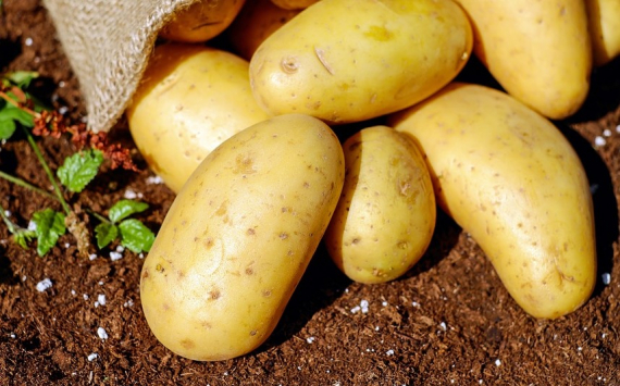 В Богородицком районе Тульской области завершается сбор урожая раннего картофеля