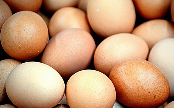 В Тульской области увеличилось производство куриных яиц