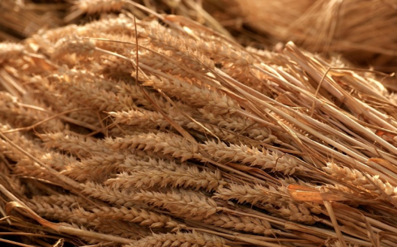 «КубАгро» займется выращиванием зерновых в Тульской области